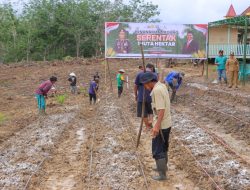 Polres Sintang Laksanakan Program Tanam Jagung Sejuta Hektar