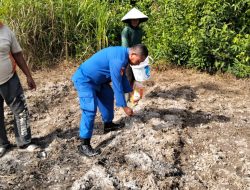 Program Ketahanan Pangan, Sat Polairud Polres Sintang Kembangkan Lahan Mono Kultur